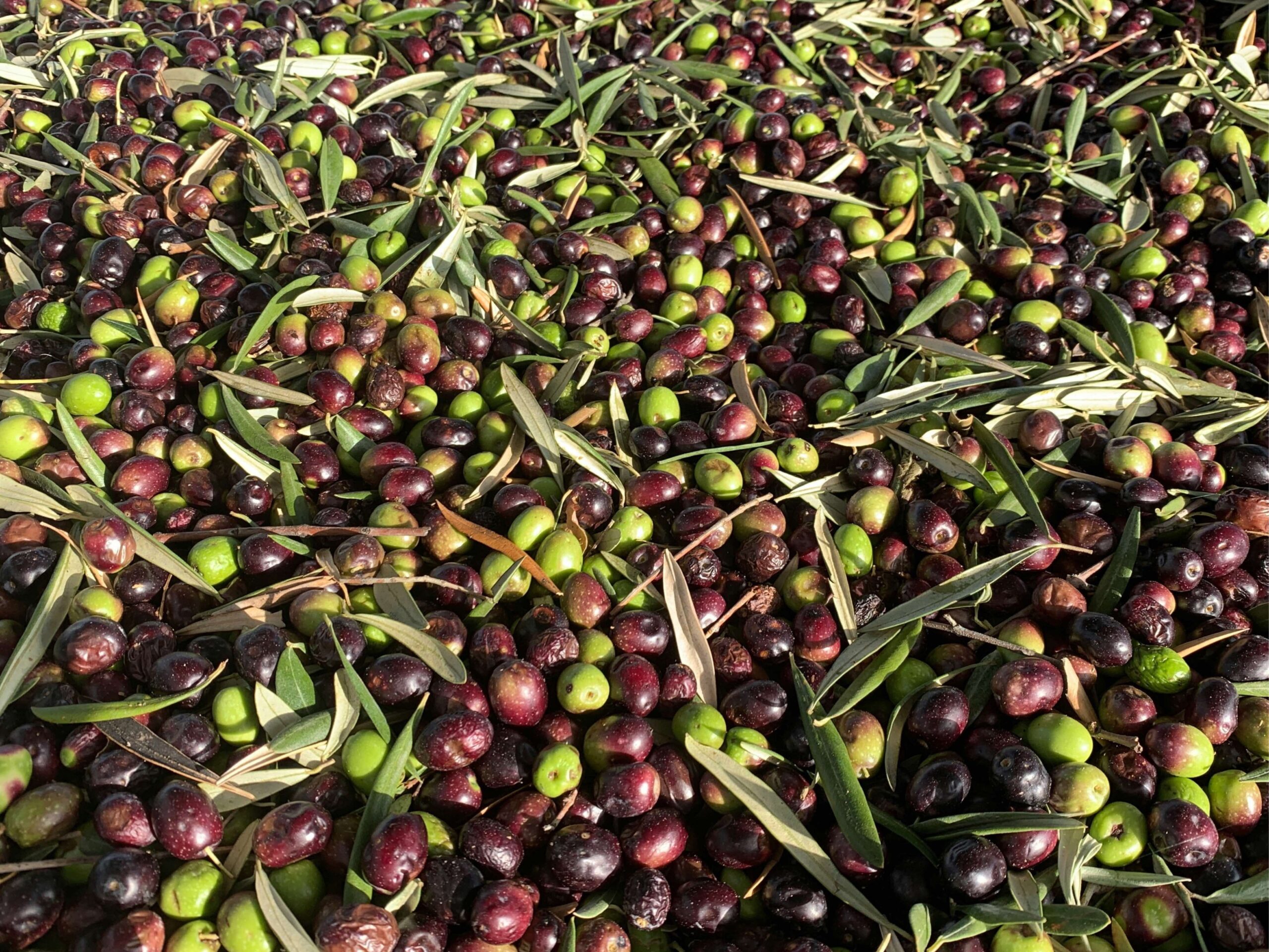 is olive oil a seed oil?